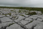 Sheshymore Limestone pavement exposes shallow water carbonates of the Brigantian, Slievenaglasha Formation. These classic kharstified exposures of tabular blocks of limestone pavement, Clints, are cut by vertical fractures, Grikes, which were widened by post glacial disolution (McNamara, & Hennessy, 2010). Fractures were intially established during Variscan folding (Coller, 1984).